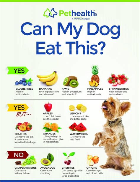 What vegetables are not good for dogs?