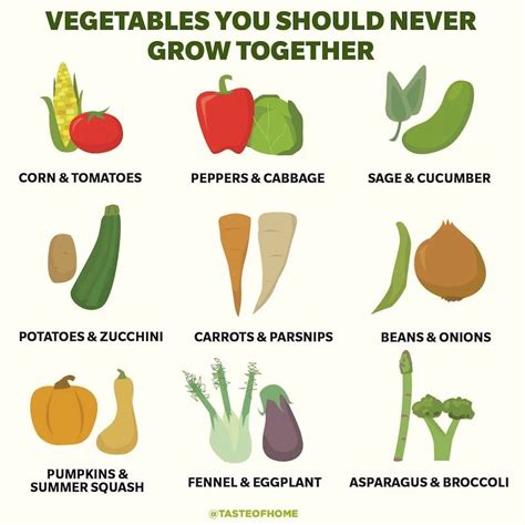 What vegetables grow well next to each other?