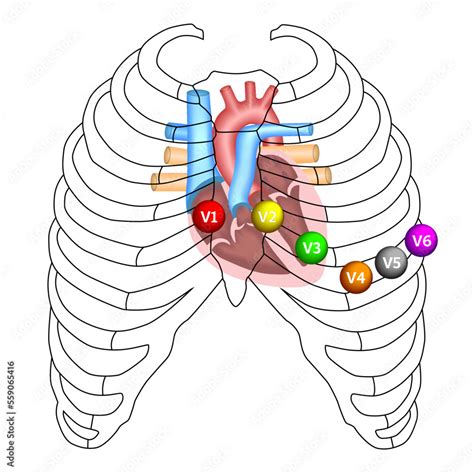 What view of the heart do leads V3 and V4 represent?