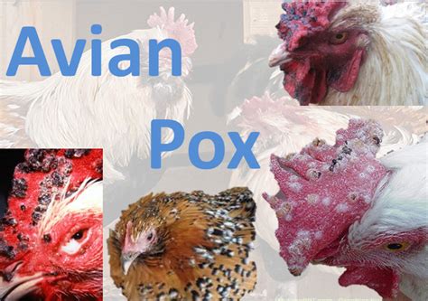 What virus causes avian pox?