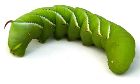 What virus melts caterpillars?