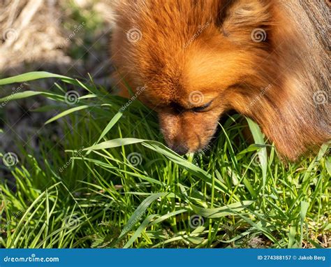 What vitamin is my dog lacking if he eats grass?