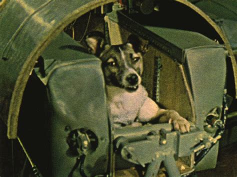 What was Laika's real name?