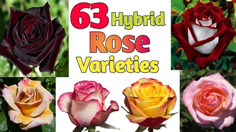 What was the first hybrid rose?