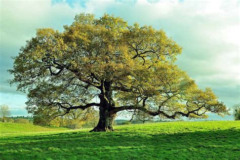 What was the oak tree proud of?