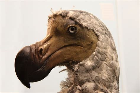 What was the sixth extinction bird?