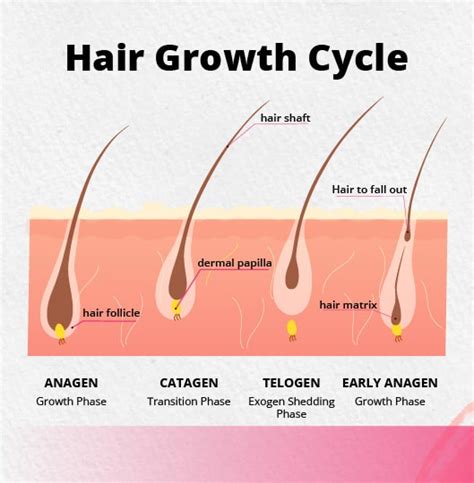 What weakens hair growth?