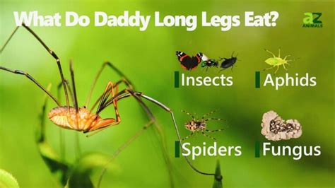 What will Daddy Long Legs eat?