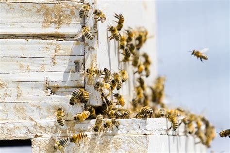 What will make bees go away?