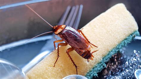 What will make roaches leave?