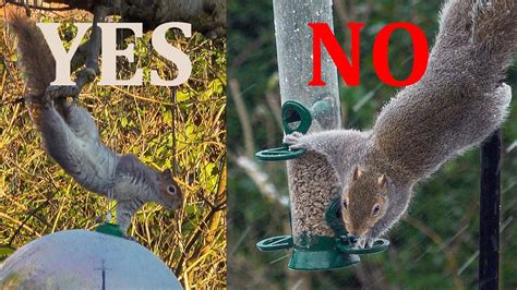 What won't squirrels eat?