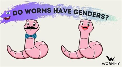 What worm has 3 genders?