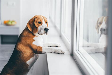 What worsens separation anxiety in dogs?
