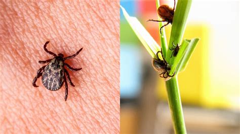 What would happen if ticks went extinct?