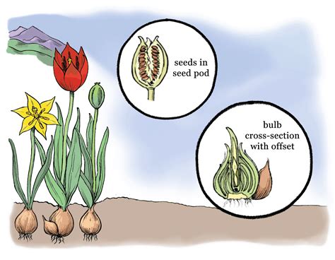 What would happen if you ate a tulip?