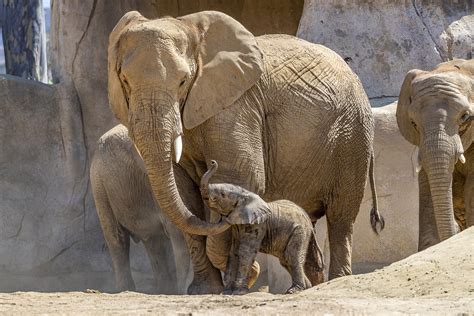 What zoo had a baby elephant?