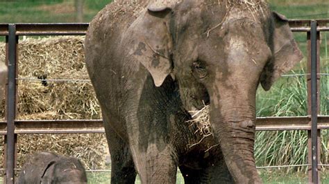 What zookeepers were killed by elephants?
