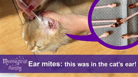 When I rub my cat's ear it sounds wet?