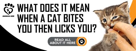 When a cat bites you then licks you?