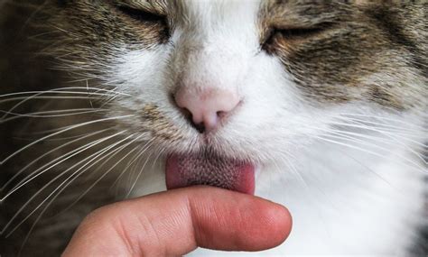 When a cat licks you?