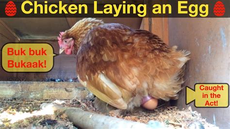 When a chicken lays an egg can you eat it right away?