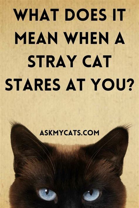 When a stray cat stares at you?