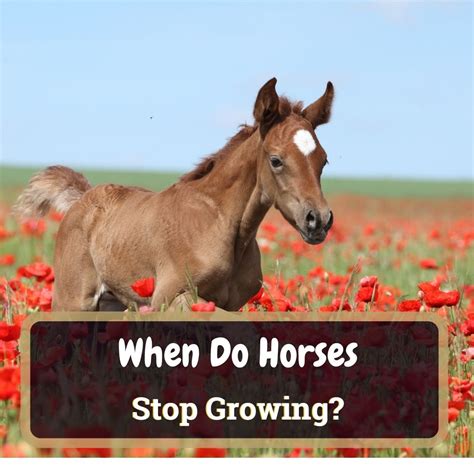 When an old horse stops eating?