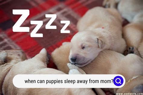 When can mom dog sleep away from puppies?