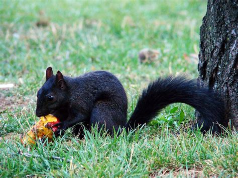 When did squirrels come to Canada?