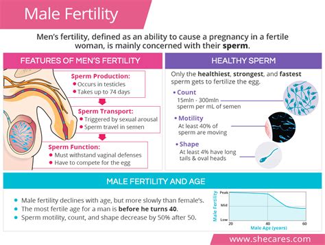 When is male sperm most fertile?