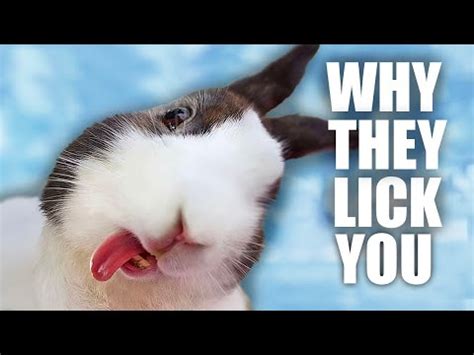 When rabbits lick you?