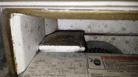 When should I be worried about mold?