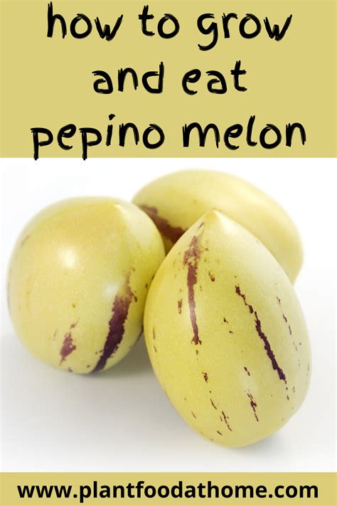 When should I eat pepino?