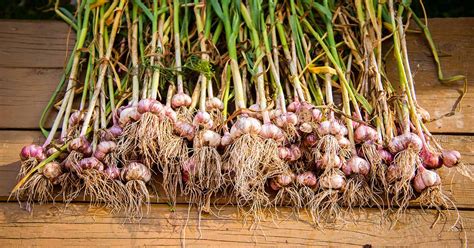 When should I pull garlic?