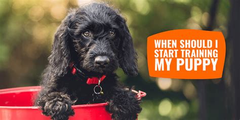 When should I start training my puppy?