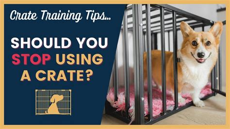 When should I stop crate training?