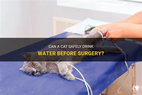 When should I stop giving my cat water before surgery?