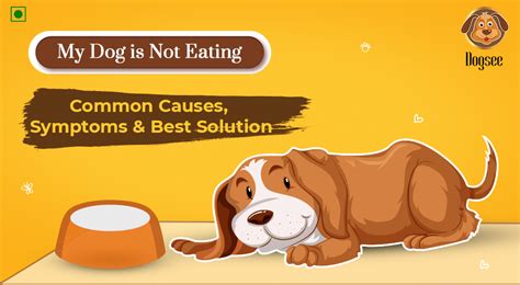 When should I worry about dog not eating?
