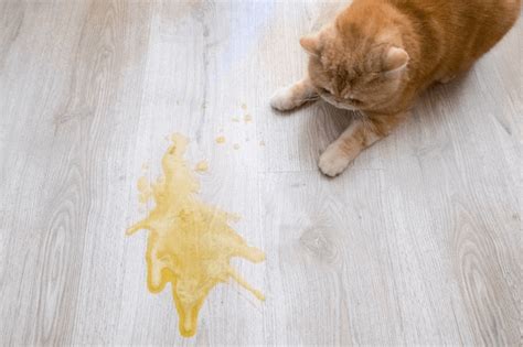 When should a cat pee after surgery?