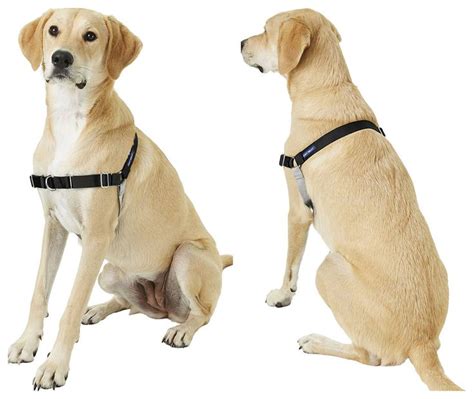 When should a dog start wearing a harness?