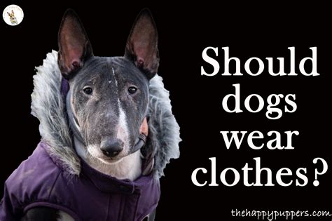 When should dogs wear clothes?