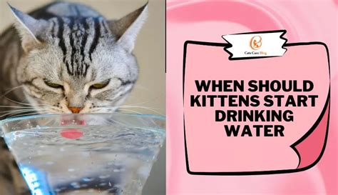 When should kittens start drinking water?