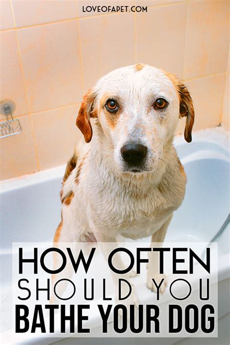 When should you not bathe your dog?