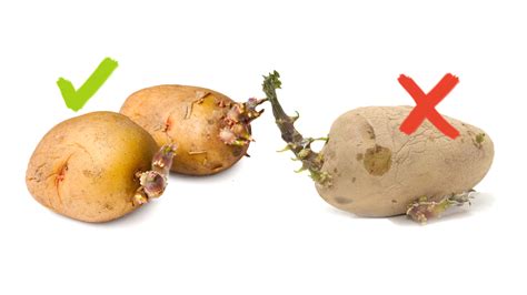 When should you not eat potatoes?