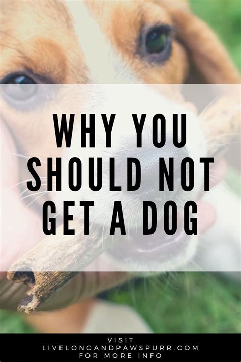 When should you not get a dog?
