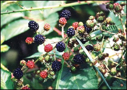 When should you not pick blackberries?