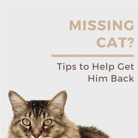 When should you stop looking for a lost cat?