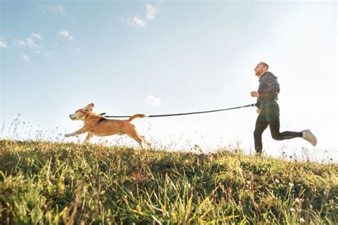 When should you stop running your dog?