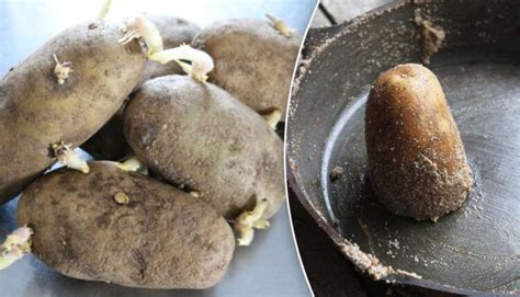 When should you throw away potatoes?