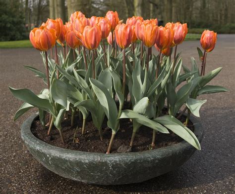 When should you throw away tulips?